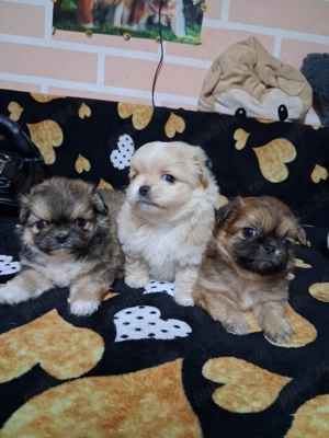 Pichinez imperial - imagine 2