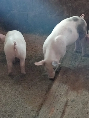 Grăsuni de vânzare 