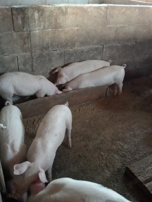 Grăsuni de vânzare Arad 