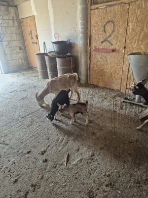 vind sau schimb  - imagine 3