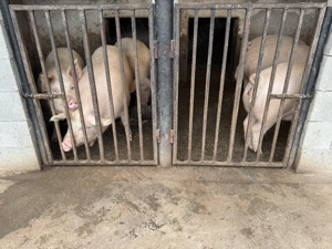 Porci grași de vânzare  - imagine 2