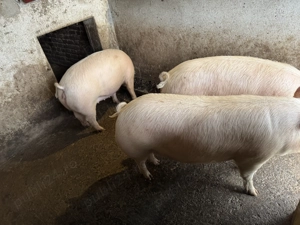Porci grași de vânzare  - imagine 4