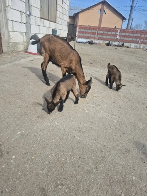 vind sau schimb  - imagine 2