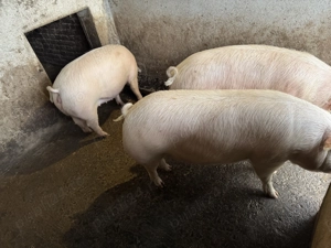 Porci grași de vânzare  - imagine 5