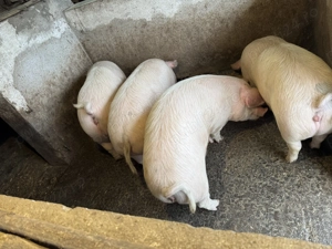 Porci grași de vânzare  - imagine 3