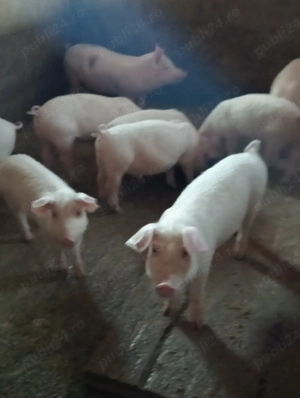 Grăsuni de vânzare 
