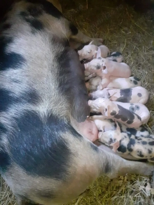 vand 2 scroafe cu purciei  - imagine 3