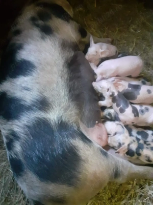 vand 2 scroafe cu purciei  - imagine 4