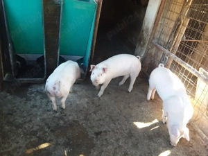 Vand purcele landrace - imagine 2