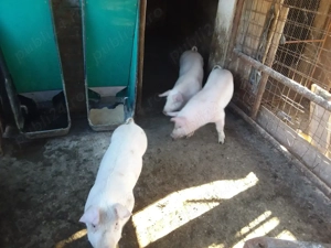 Vand purcele landrace - imagine 3