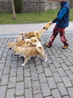 Akita Inu cu Pedigree tip A  - imagine 5