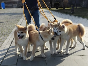 Akita Inu cu Pedigree tip A  - imagine 3