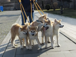 Akita Inu cu Pedigree tip A  - imagine 2