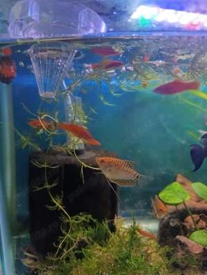 Pești de acvariu  - imagine 5