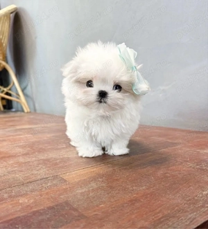 Bichon Maltez Mini Toy - imagine 4