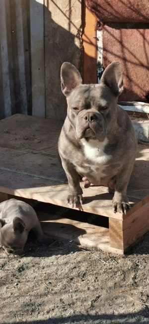 Femelă Bulldog Francez