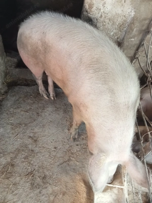 Porc de vanzare 