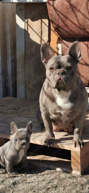 Femelă Bulldog Francez - imagine 2