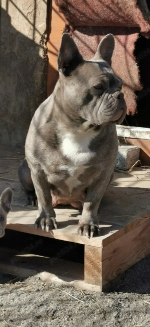 Femelă Bulldog Francez - imagine 6