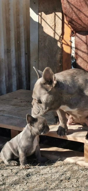 Femelă Bulldog Francez - imagine 3