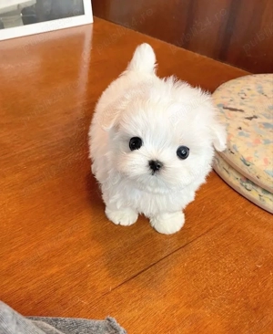 Bichon Maltez Mini Toy  - imagine 5