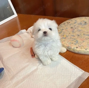 Bichon Maltez Mini Toy  - imagine 2