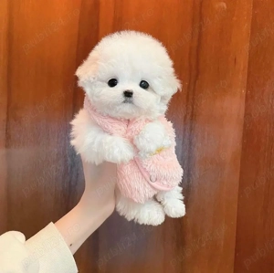 Bichon Maltez Mini Toy  - imagine 3