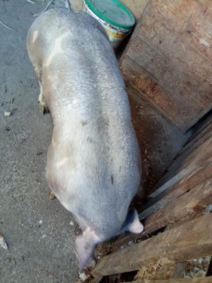 Vând vier pietrean.Intre 70-80kg.Pret 2000 lei - imagine 2