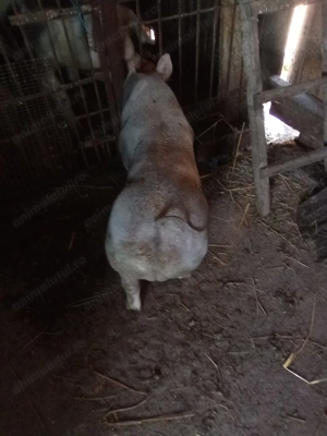 Vând vier pietrean.Intre 70-80kg.Pret 2000 lei - imagine 3