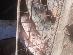 De vânzare  purcei 60 70 kg