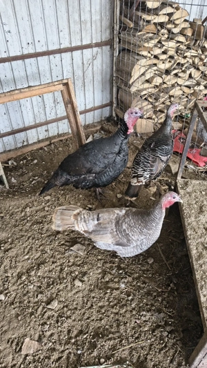 Vând schimb curcani,  - imagine 4