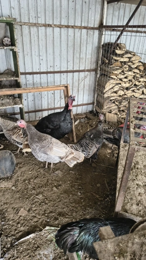 Vând schimb curcani,  - imagine 3