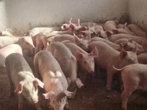 vând 30 soldani rasa de calitate de carne pic mascul castrați 25-30 kg  - imagine 3