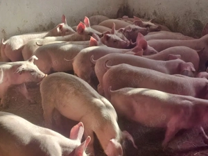 vând 30 soldani rasa de calitate de carne pic mascul castrați 25-30 kg  - imagine 2