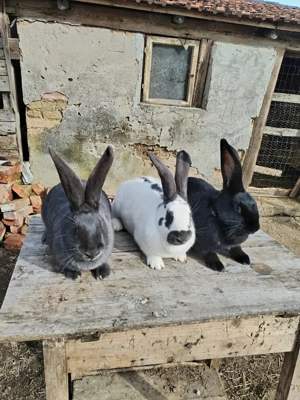 Iepuri de vânzare  - imagine 4