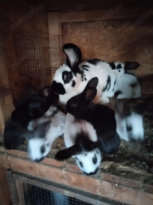 Iepuri de vânzare  - imagine 2