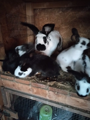 Iepuri de vânzare  - imagine 3