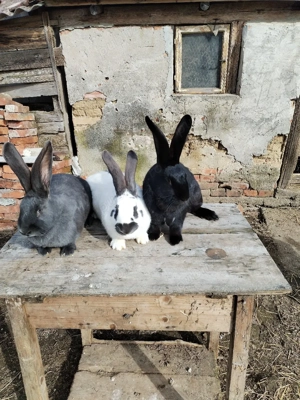 Iepuri de vânzare  - imagine 5