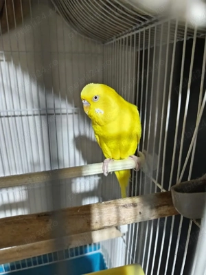 Peruș Lutino  - imagine 3