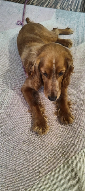 cocher spaniol talie mică  - imagine 5