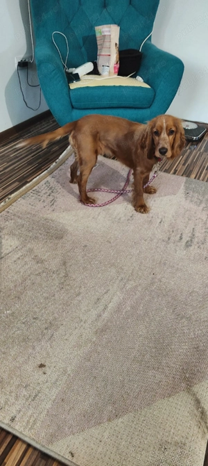 cocher spaniol  - imagine 2