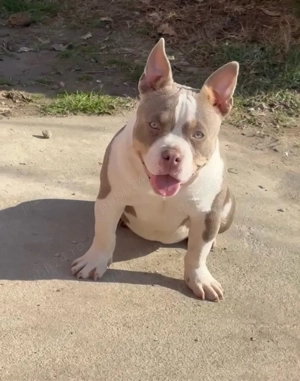 Femela american bully pocket - imagine 3