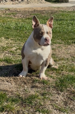 Femela american bully pocket - imagine 4