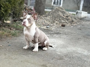 Femela american bully pocket - imagine 2