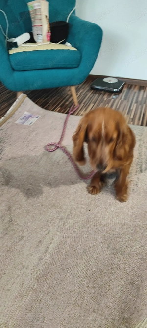 cocher spaniol  - imagine 3