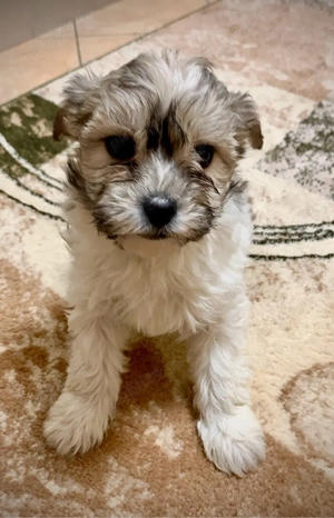 catel bichon - cateuse pui  - imagine 5