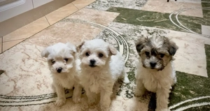 catel bichon - cateuse pui 