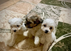 catel bichon - cateuse pui 