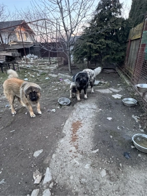 Catel ciobanesc caucazian - imagine 4