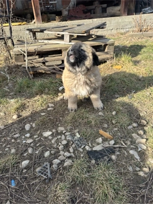 Catel ciobanesc caucazian - imagine 3